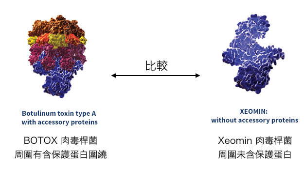BOTOX與Xeomin有無保護蛋白之差異