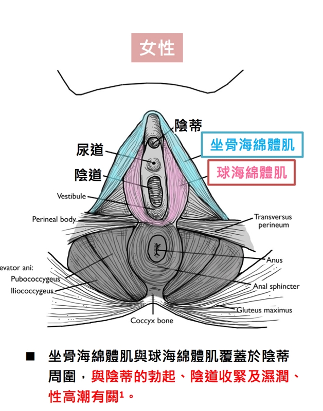全新emsella幸福g動椅 28分鐘 極限凱格爾運動一萬多次 美國fda核准應用於骨盆肌肉強化及治療尿失禁 美麗晶華診所