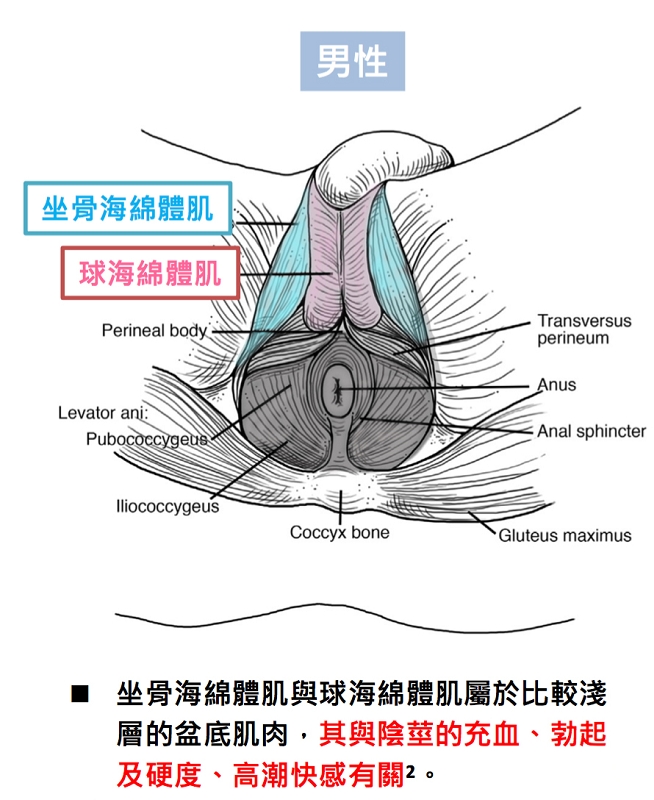 全新emsella幸福g動椅 28分鐘 極限凱格爾運動一萬多次 美國fda核准應用於骨盆肌肉強化及治療尿失禁 美麗晶華診所